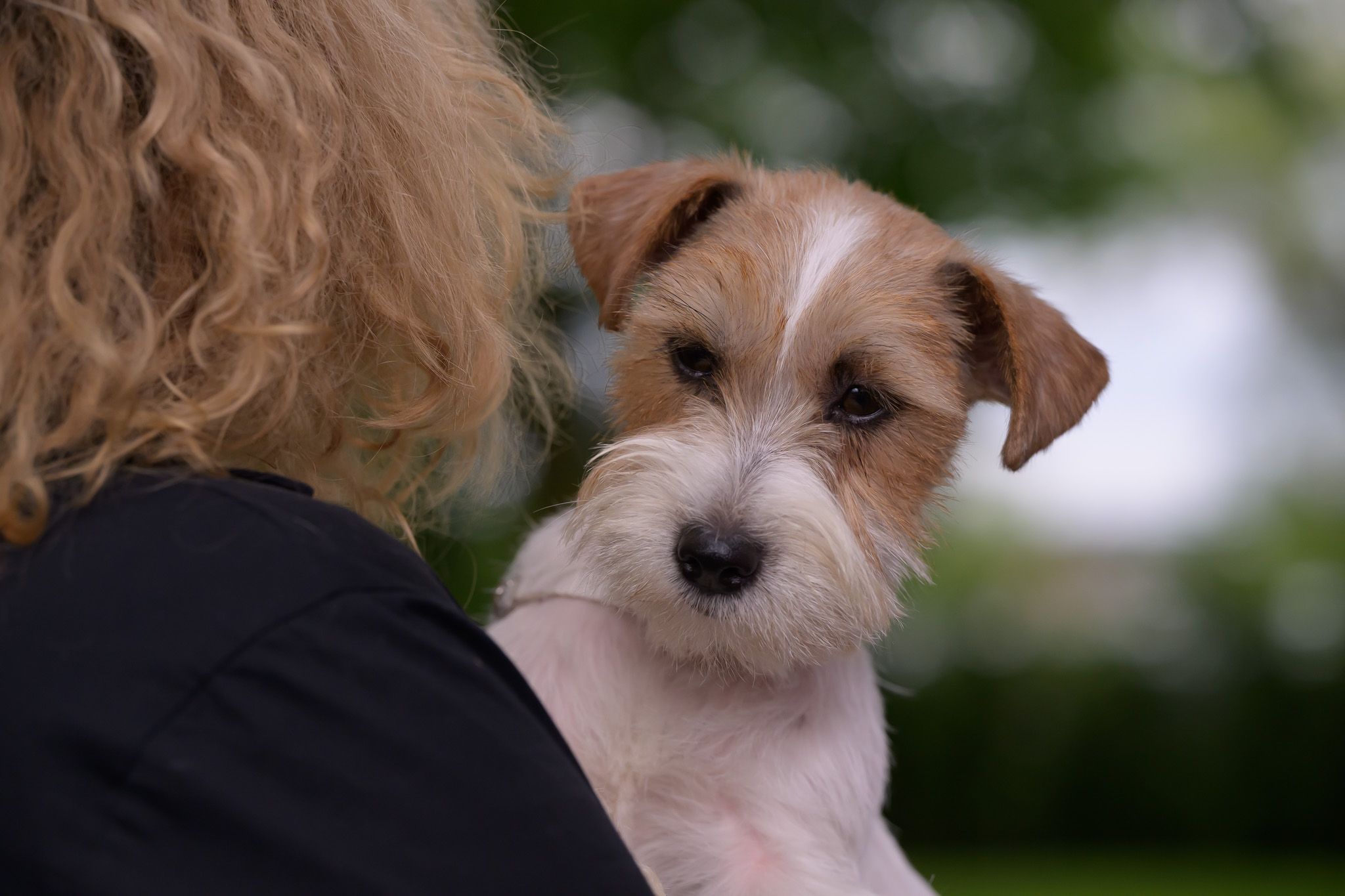 Spezial-Ausstellung für Terrier 2025